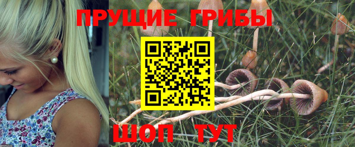 где найти   Псилоцибиновые грибы Cubensis  Вход с VPN  Алексеевка  Псилоцибиновые грибы мицелий 